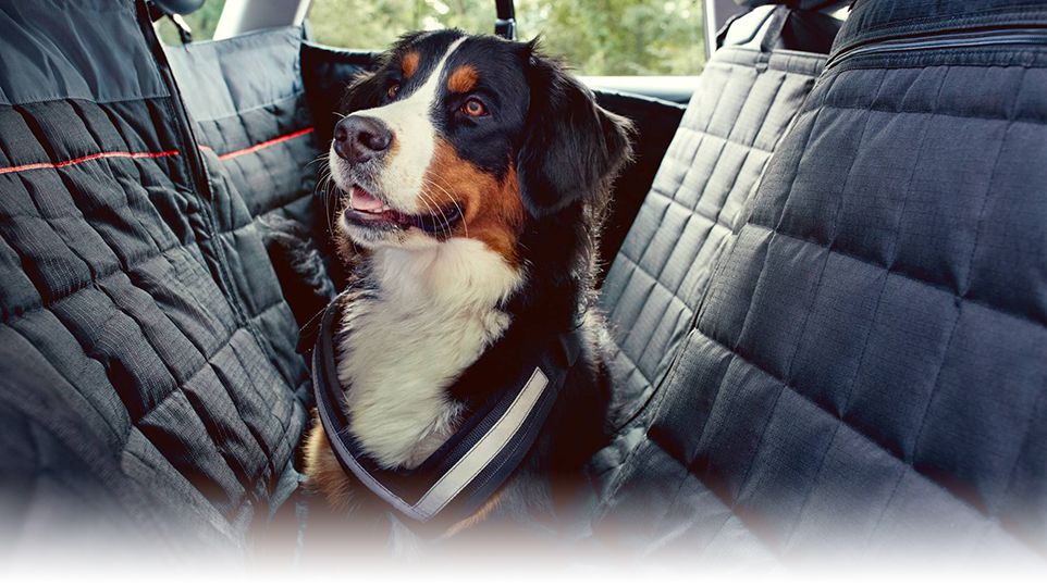 Chien assis sur la housse de protection de la banquette arrière des sièges arrière d'un véhicule Audi.